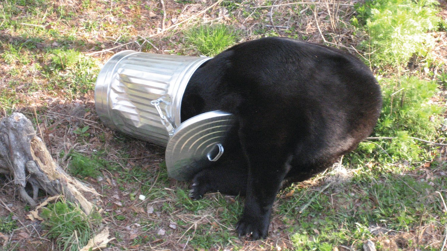 Florida Black Bear rummaging through a garbage can.
